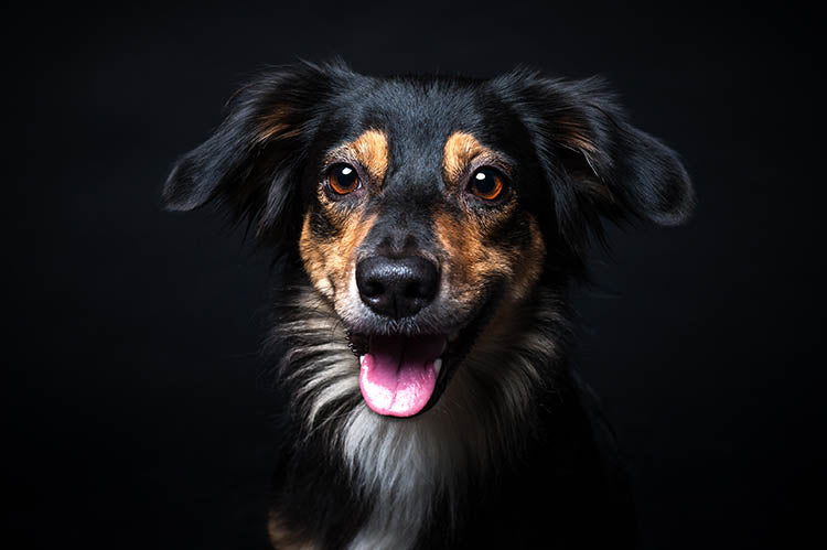 Interesting facts about dog health