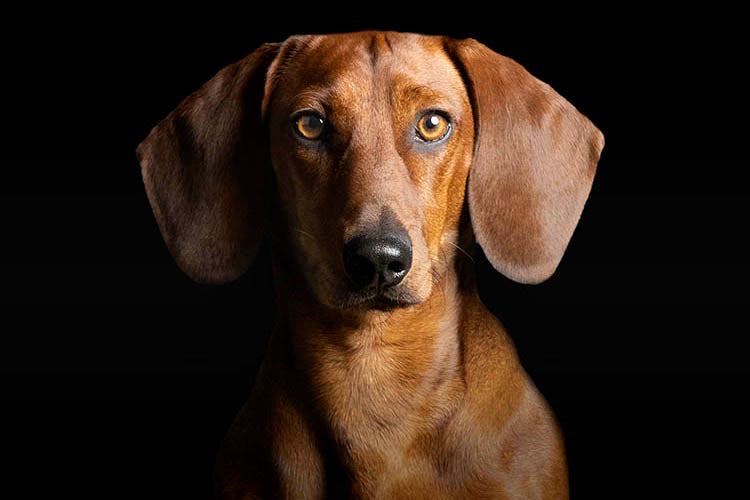 Read some facts about dog behavior.